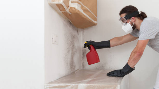 Professional Basement Mold Remediation technician working in Haskell, TX