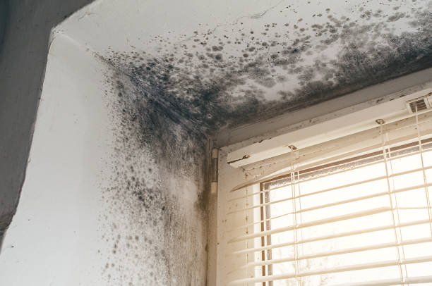 Affordable Basement Mold Remediation solutions in Haskell, TX